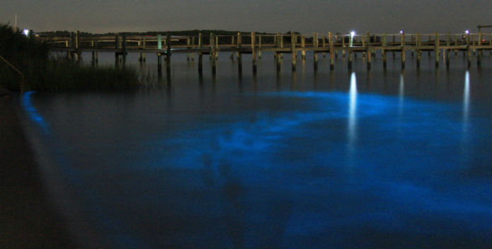 Image of blue-hued bioluminescence.