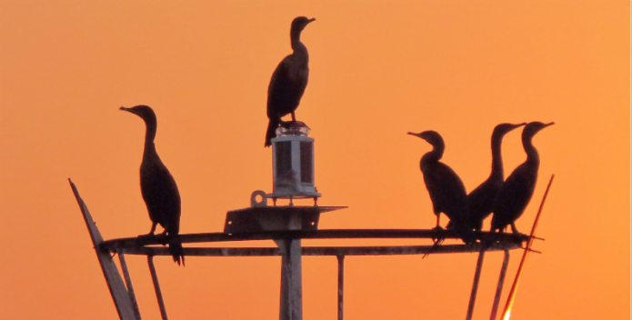 Image of several cormorants at sunset.