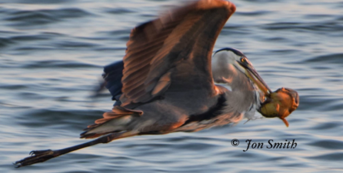 Image of a heron in flight with toadfish in beak.