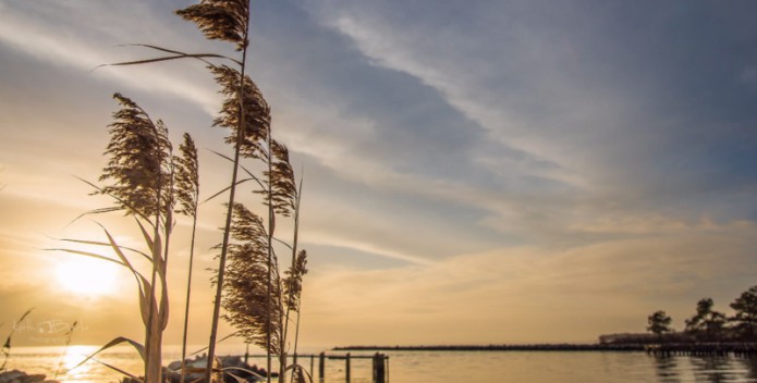 Image of bay grasses and the Bay at sunrise.