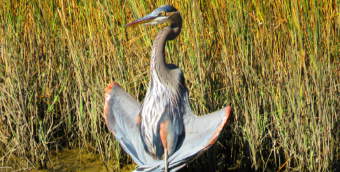 Image of a blue heron standing at the edge of a wetland.