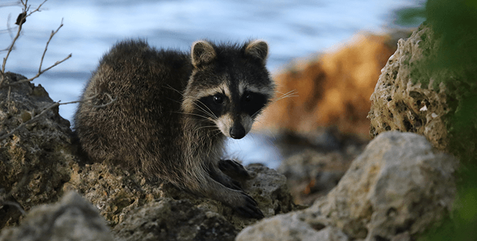 raccoon along river- cautrok77, FlickrCC - 695x352