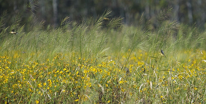 rice and butterweed