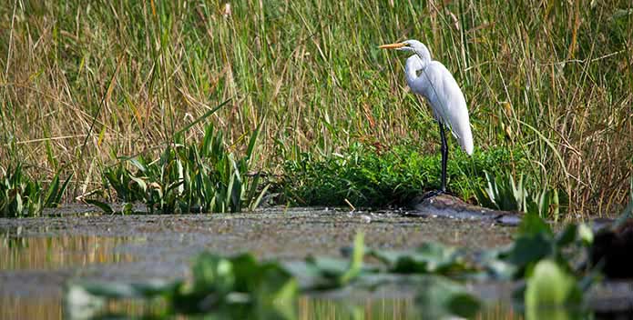 schlyer-cbr-9342_egret-mattawoman_695x352.jpg