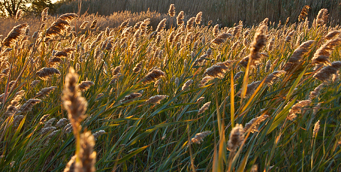 sea-oat-plant-DSC_2883_unknown_695x352.jpg