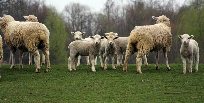 sheep-pobrien-695x352.jpg