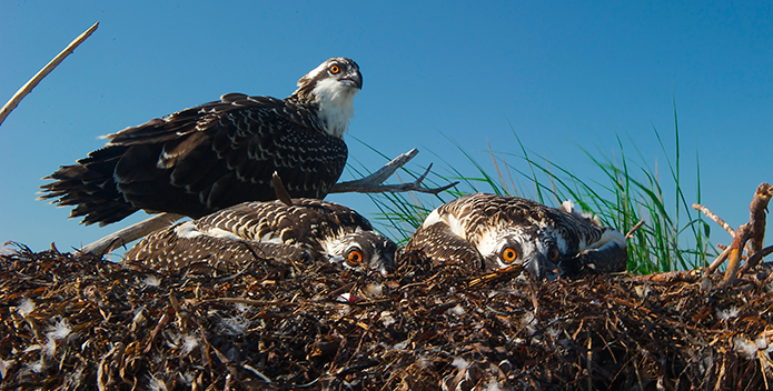 three orange-eyed osprey - Bill Portlock - 695x352