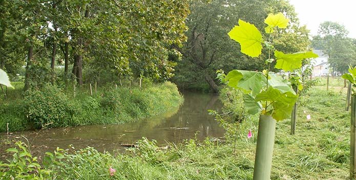 Tree planting at Ruann George Farm 695x352