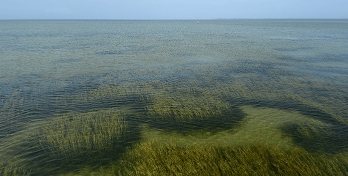 Underwater grasses—McGowan Peter—695x352