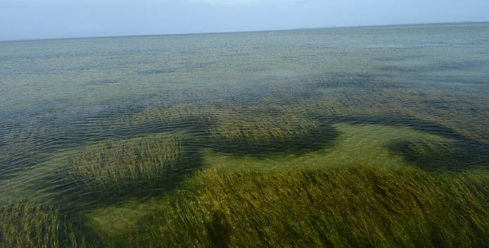 Underwater Grasses