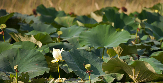 wetland_plants_closeup_Krista-Schlyer-iLCP_695x352.jpg