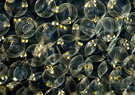 A photo of American shad eggs in a hatchery.