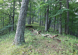 A photo of Miracle Ridge, where the Atlantic Coast Pipeline will run through Bill and Lynn Limpert's land.