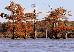 Cypress trees with bright orange leaves stand tall in the middle of a lake.