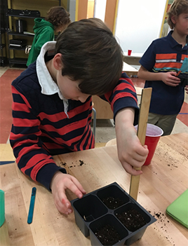 A photos of a student from Brett from Richmond’s Collegiate School growing panic grass in his classroom.