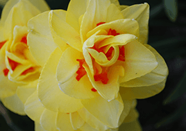 A yellow daffodil with orange spots.