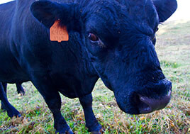 Close-up photo of a cow on the Darrenbacher farm.