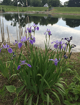 Purple flowers grow along the edge of the new wetland in Waynesboro. 