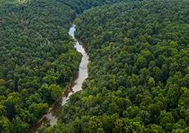 An aerial view of dense forests surrounding a ribbon of river.
