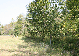 Trees grow along the edge of a field.