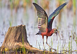 A brightly colored glossy ibis at Blackwater wildlife refuge streatches its wings.