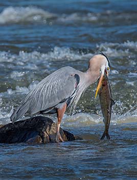 A photo of a heron eating a shad. 