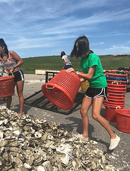 Laney empties a bucket of recycled oyster shells into a large pule of oyster shells that will be used by oyster gardeners.