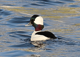 A black and white male bufflehead floats on the water of the Chesapeake Bay.