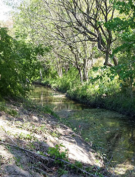 THe muddy creek side of Mill Dam Creek prior to it's restoration.