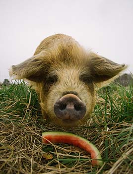 A photo of a pig about to eat a watermelon rind.