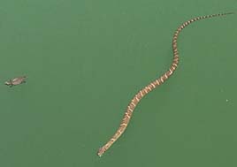 A northern watersnake swims near a small turtle. 