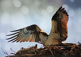 An osprey spreads its wings preparing for take off on a nest.