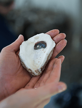 Two hands hold an oyster shell up for display.