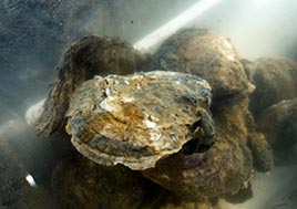 An oyster rests underwater.