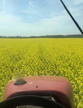 A photo of rapeseed blooming in Virginia seen over the nose of a tractor. 