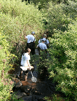 Students wade through a shallow creek surrounded by dense shrubbery.