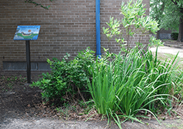 Tall grasses and bushes grow beside a brick wall. An educational plaque describing it stands to the side.
