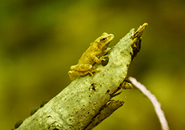 A small brownish green frog sits on a log.