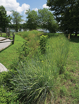 A native plant swale sits between a paved walkway and a river.