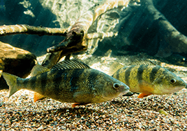 Two yellow and green striped fish swim in a tank.