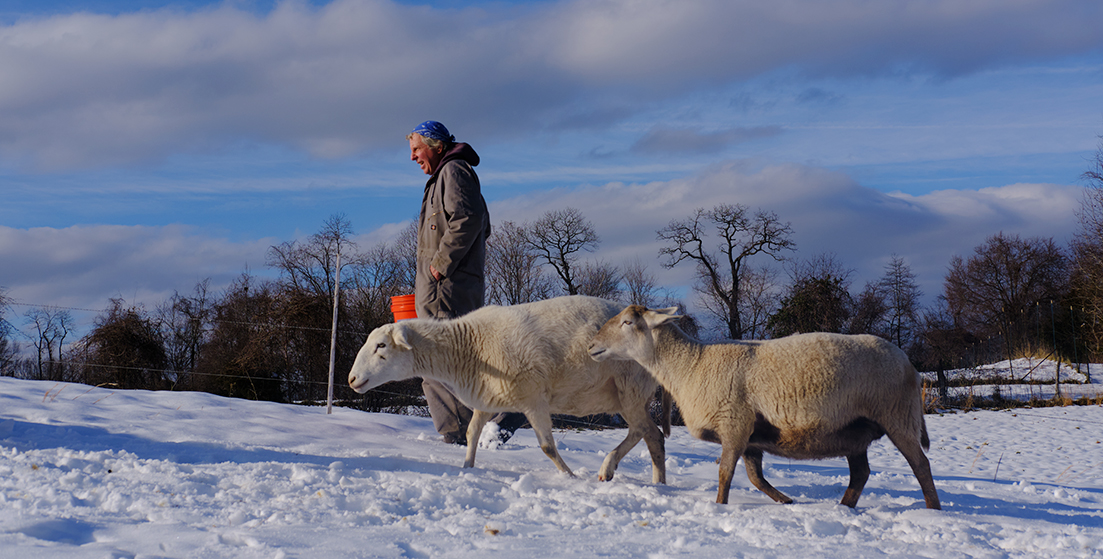 Farmer in snowy field with sheep