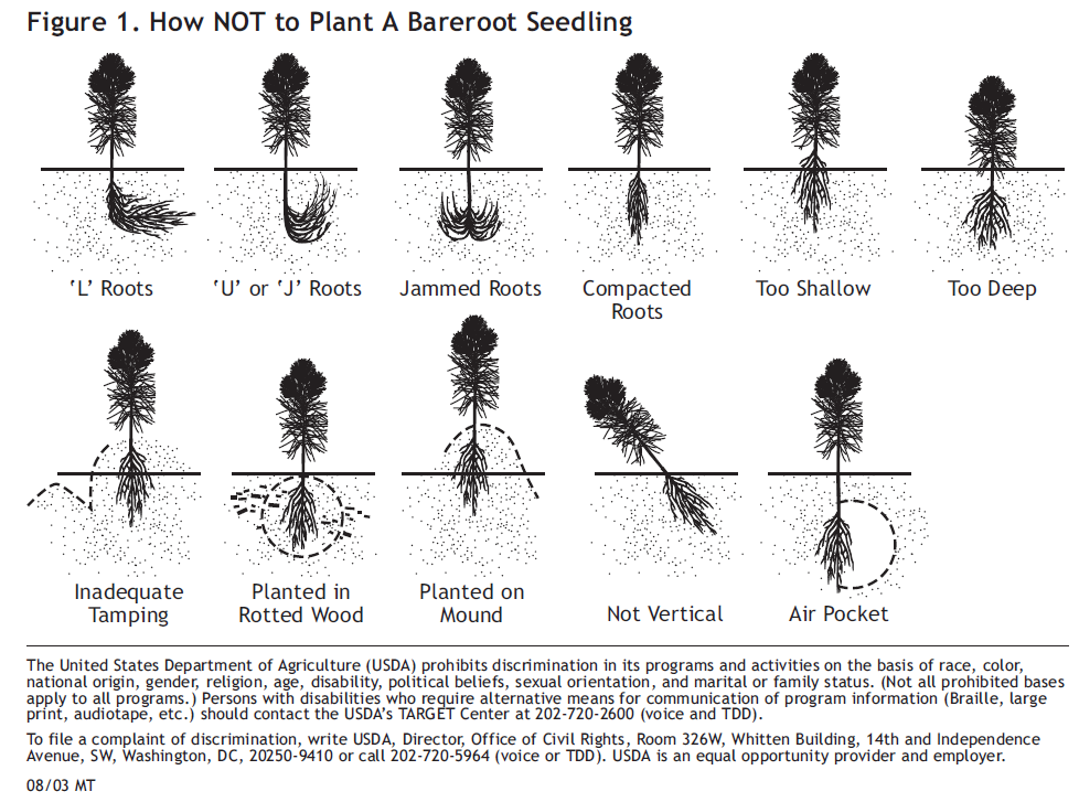Graphic depicts various incorrect positioning for planting bareroot seedling trees. For alternative access to this information, contact the USDA's TARGET Center at 202-720-2600 (voice and TDD).