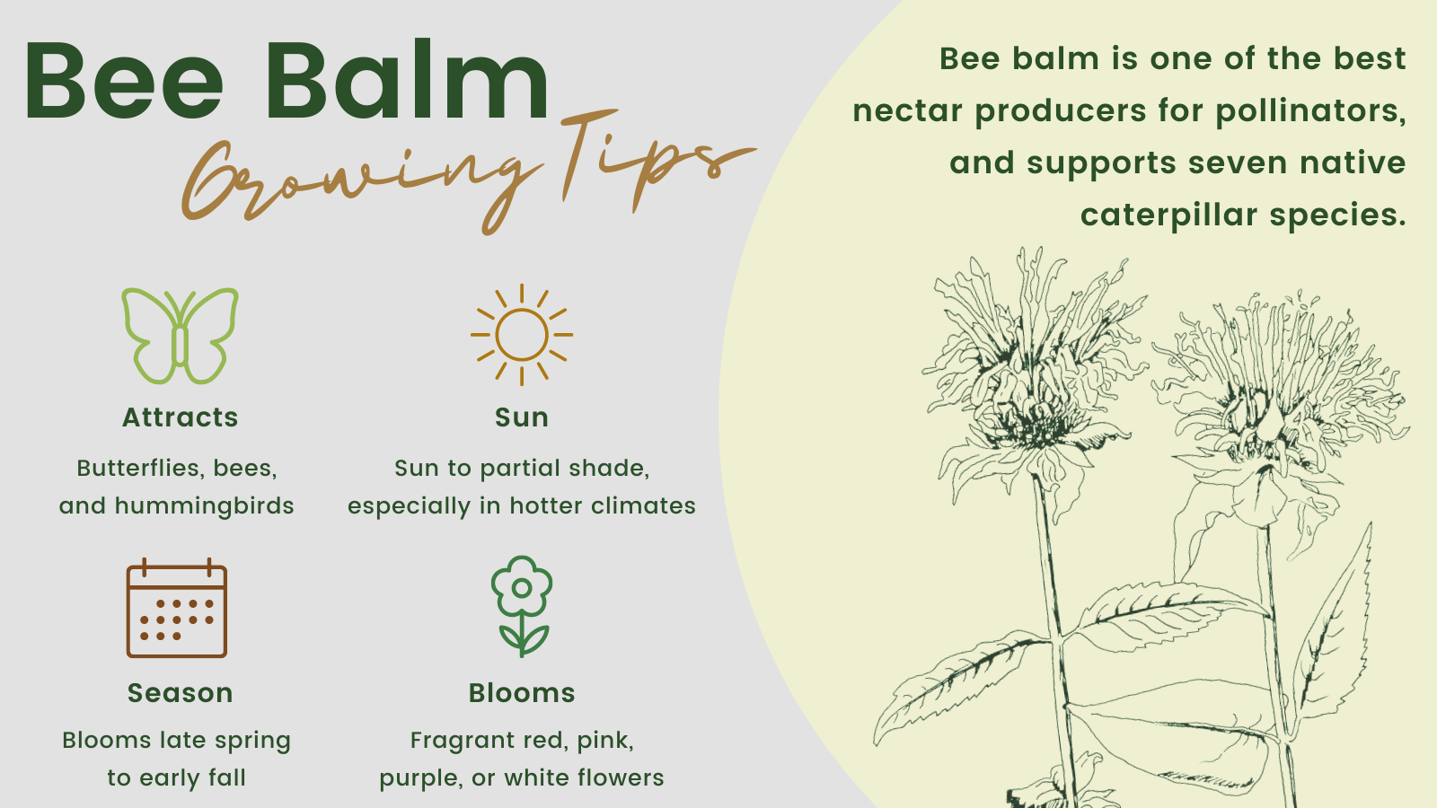 Bee Balm Growing Tips: Bee balm is one of the best nectar producers for pollinators, and supports seven native caterpillar species. Attracts: Butterflies, bees, and hummingbirds. Sun: Sun to partial shade, especially in hotter climates. Season: Blooms late spring to early fall. Blooms: Fragrant red, pink, purple, or white flowers.