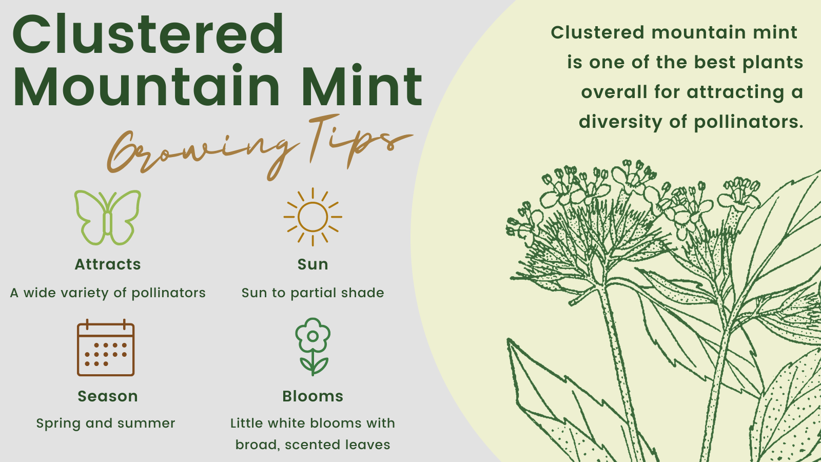 Clustered Mountain Mint Growing Tips: Clustered mountain mint is one of the best plants overall for attracting a diversity of pollinators. Attracts: A wide variety of pollinators. Sun: Sun to partial shade. Season: Spring and summer. Blooms: Little white blooms with broad, scented leaves.
