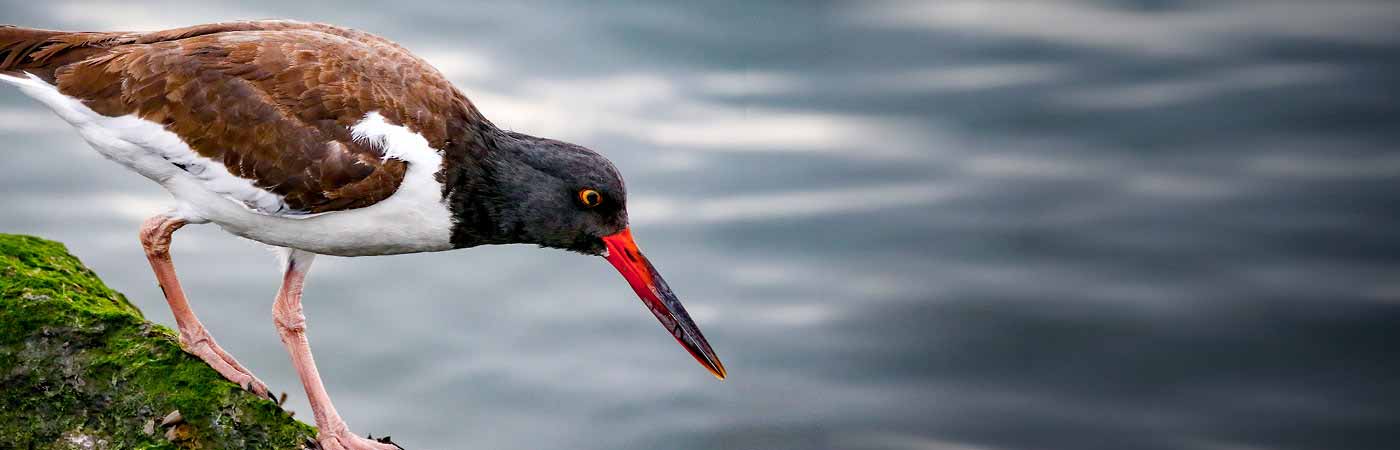 An American oystercatcher stands on the shore and searches the water for food.