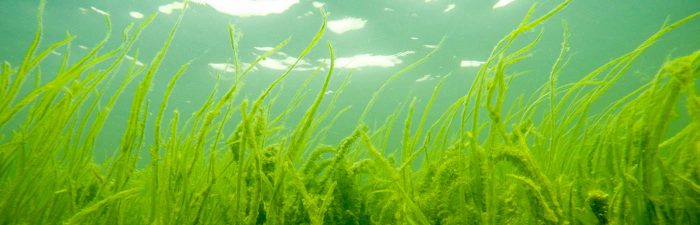 Wild celery and other bay grasses grow in the Susquehanna Flats south of Havre de Grace, MD. 