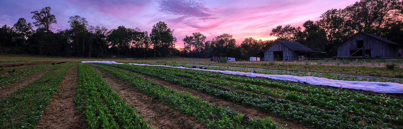 A brilliant sunset illuminates the sky above fall fields of turnips, arugula, and other brassicas at Clagett Farm.