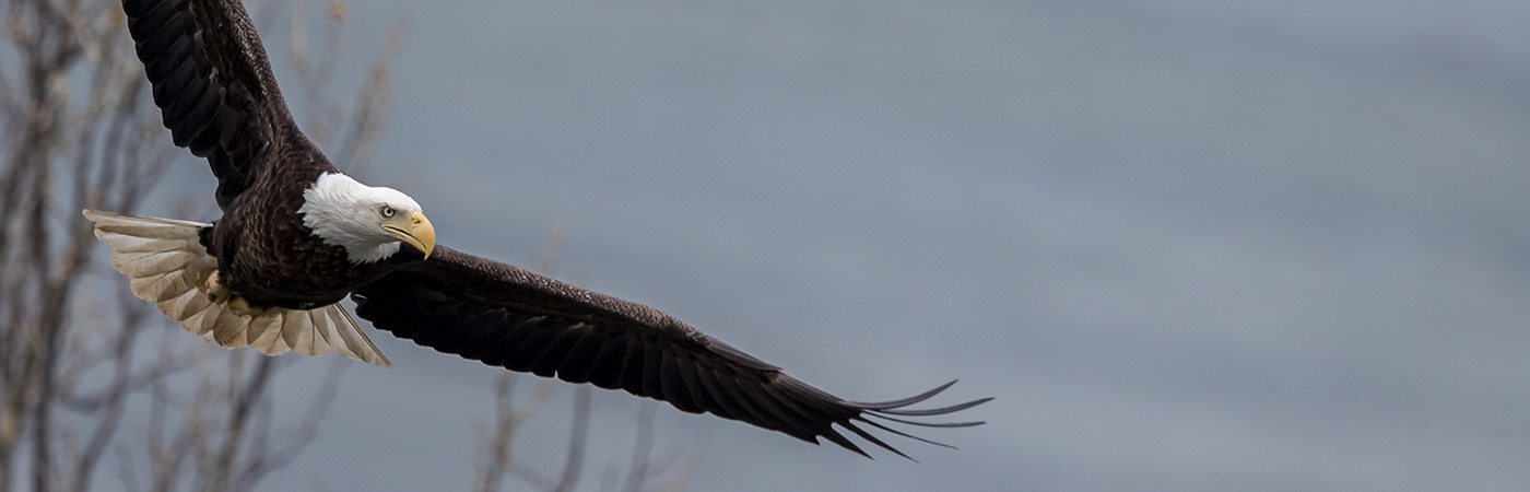 A bald eagle soars over bare trees.