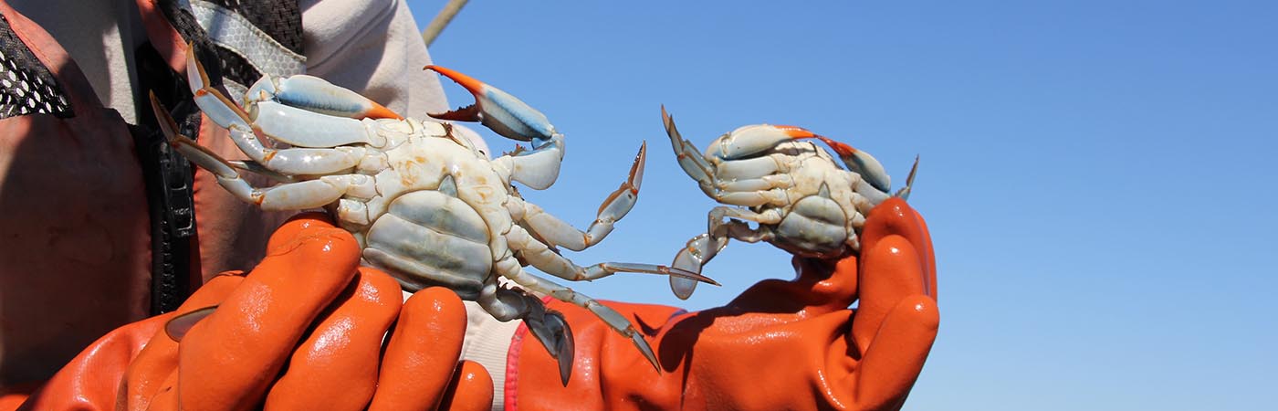 Orange-gloved hands hold two female oysters, identifiable by their U-shaped aprons.