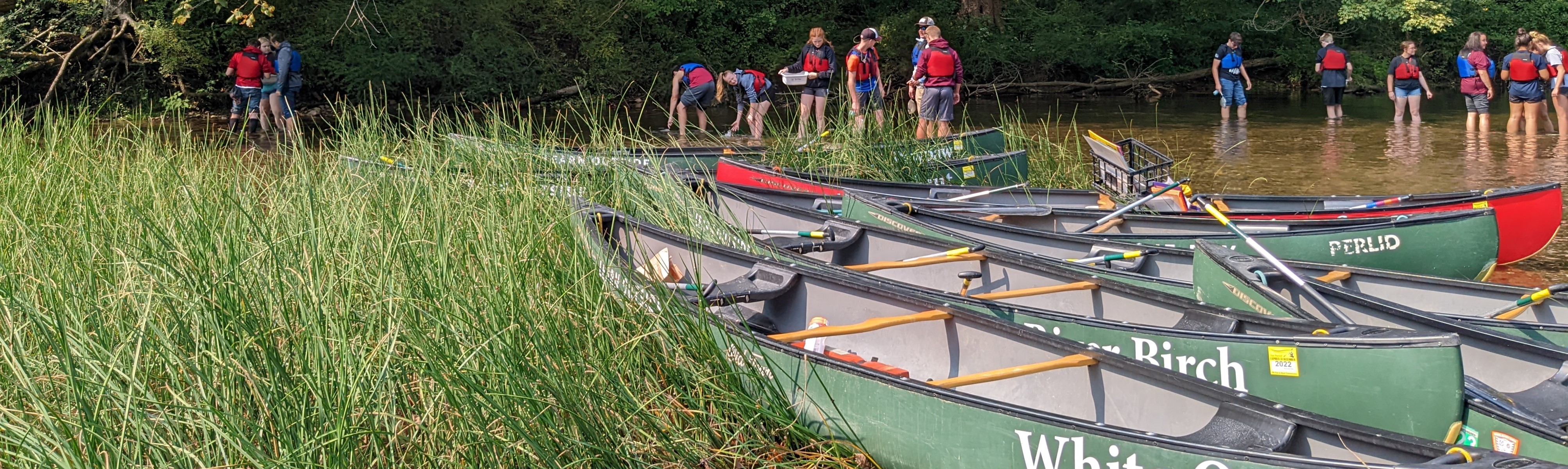 Green canoes are pulled up into the reeds, where students stand in shallow water by the bank and explore.